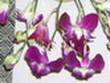 Episode No 35 : L'Orchidée, une fleur surprenante, symbole androgyne par excellence...